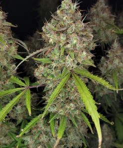 Pound Cake ™ Auto Fem Esrar Tohumu (Fast Buds)