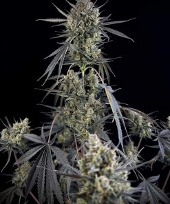 Pound Cake ™ Auto Fem Esrar Tohumu (Fast Buds)