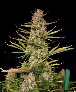 Pound Cake ™ Auto Fem Esrar Tohumu (Fast Buds)