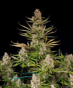 Pound Cake ™ Auto Fem Esrar Tohumu (Fast Buds)