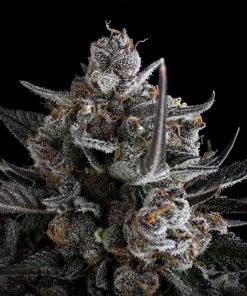 Pound Cake ™ Auto Fem Esrar Tohumu (Fast Buds)