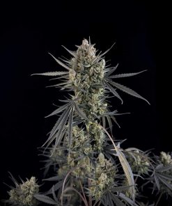 Pound Cake ™ Auto Fem Esrar Tohumu (Fast Buds)