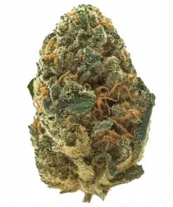 Power Plant, toprak ve odun aromalı, yüksek THC'li Sativa baskın bir türdür. Yaratıcılığı tetikler, stresi azaltır. Eşsiz genetik yapısını keşfedin.