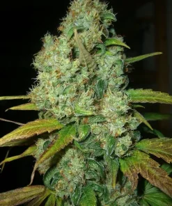 Power Plant Regular Esrar Tohumu (Dutch Passion)