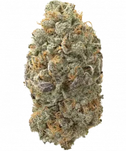 Presidential Runtz, tatlı meyve aromaları ve güçlü etkileriyle bilinen Indica dominant bir türdür. Yüksek verim potansiyeliyle Presidential Runtz'ı keşfedin.