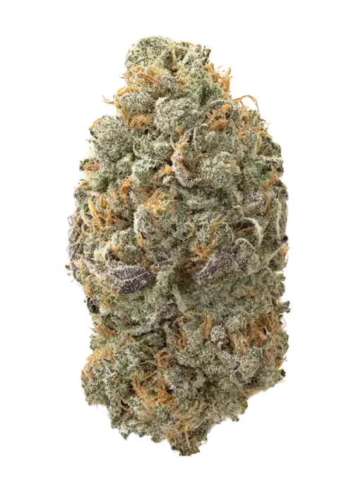 Presidential Runtz, tatlı meyve aromaları ve güçlü etkileriyle bilinen Indica dominant bir türdür. Yüksek verim potansiyeliyle Presidential Runtz'ı keşfedin.
