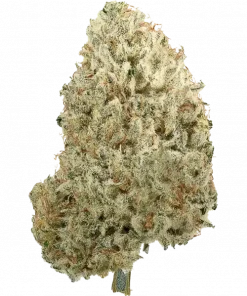 Prickly Pear, kimyasal limon aroması ve yüksek THC içeriğiyle öne çıkan dengeli bir hibrit türdür. Benzersiz özelliklerini ve potansiyel faydalarını keşfedin.