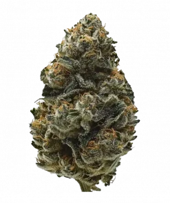 Princess Haze, tatlı ananas aroması ve yüksek THC içeriğiyle bilinen sativa baskın bir türdür. Enerji veren etkilerini ve genetik yapısını keşfedin.