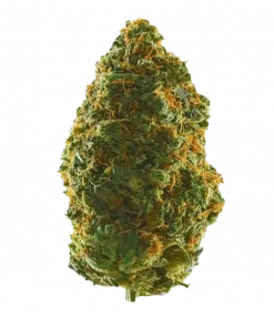 Private Banana, muz aroması ve yüksek THC içeriğiyle öne çıkan Indica baskın bir türdür. Derin rahatlama ve uyku için ideal. Genetik yapısını keşfedin.