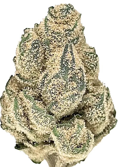 Private Reserve, yakıtımsı tatlar ve yüksek THC içeriğiyle bilinen dengeli bir hybrid türüdür. Chemdawg ve OG Kush genetiğini keşfedin ve etkilerini görüntüleyin.