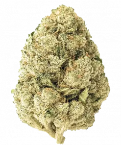 Privileged Baddie, kimyasal limon aroması ve yüksek THC içeriğiyle öne çıkan Sativa baskın bir türdür. Enerjik etkilerini ve genetik yapısını keşfedin.