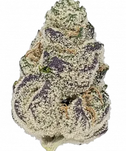 Project Z, tropikal meyve ve turunçgil aromalarıyla öne çıkan dengeli bir hibrit türüdür. Yüksek THC içeriğiyle dikkat çeker. Genetik yapısını ve etkilerini keşfedin.