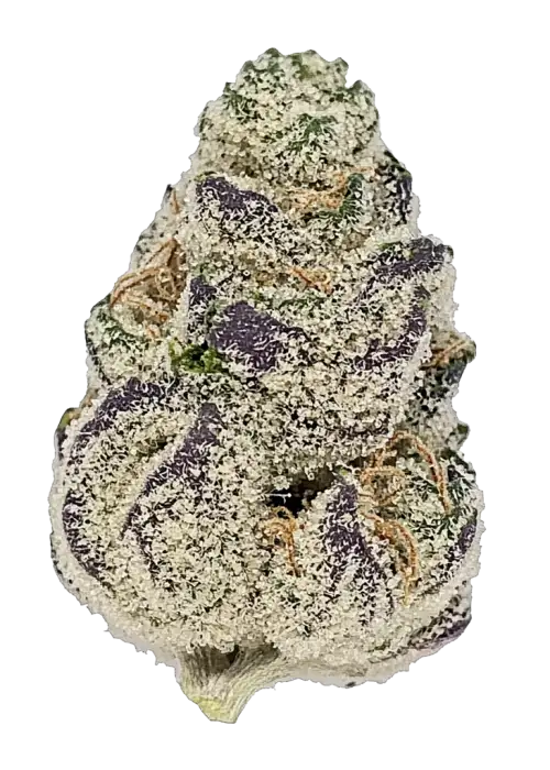 Project Z, tropikal meyve ve turunçgil aromalarıyla öne çıkan dengeli bir hibrit türüdür. Yüksek THC içeriğiyle dikkat çeker. Genetik yapısını ve etkilerini keşfedin.