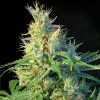 Psicodelicia Feminized Esrar Tohumu (Sweet Seeds)