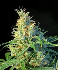 Psicodelicia Feminized Esrar Tohumu (Sweet Seeds)