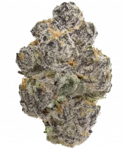 Psy-Op R1, turunçgil aromaları ve dengeli etkileriyle öne çıkan bir hibrit türdür. Stres ve kaygı için ideal. Genetik yapısını keşfedin ve hemen görüntüleyin.