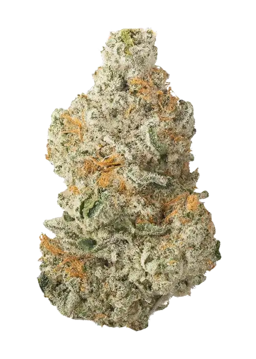 Pulp Friction, tatlı muz aromaları ve 'ya varan THC içeriğiyle öne çıkan indica dominant bir türdür. Yaratıcı etkilerini keşfedin ve hemen görüntüleyin.