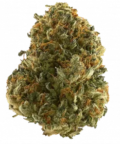 Puro Loco, yüksek terpenli yapısıyla öne çıkan dengeli bir hibrit türdür. Mango ve benzin kokusu notalarıyla rahatlatıcı etkilere sahiptir. Özelliklerini keşfedin.