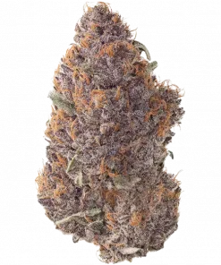 Purple #1, toprak aromaları ve dengeli etkisiyle öne çıkan bir hibrit türdür. Indica ve Sativa genetik yapısını keşfedin ve özelliklerini görüntüleyin.