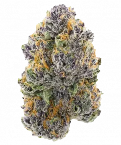 Purple Afghani, toprak aroması ve yüksek THC içeriğiyle öne çıkan bir Indica türüdür. Rahatlatıcı etkileri ve genetik yapısını keşfedin.