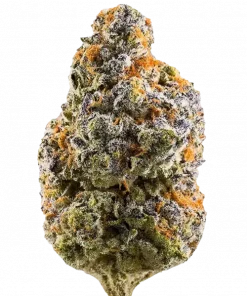 Purple Alien, toprak ve çam aromalı, THC içeren indica dominant bir türdür. Derin rahatlama ve öfori sunar. Bu eşsiz türü keşfedin.