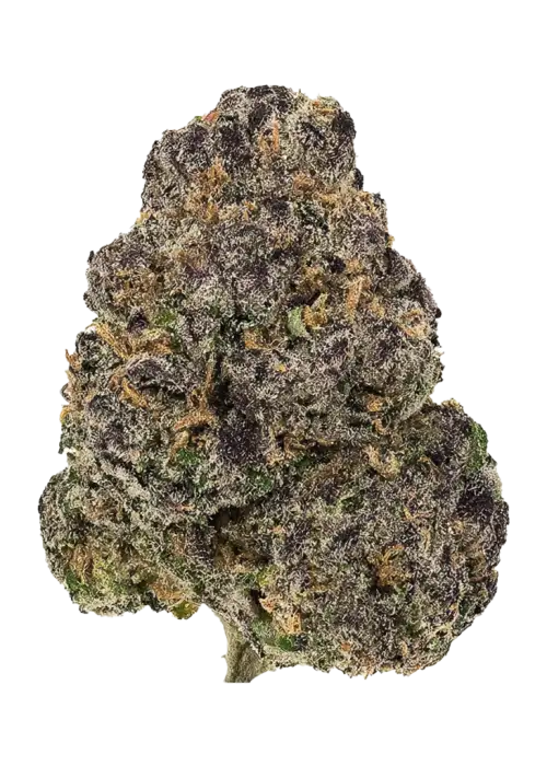 Purple Banana Berries, tatlı meyve ve muz aromalarıyla öne çıkan dengeli bir hibrit türdür. Yaratıcılığı artıran etkileri keşfetmek için hemen görüntüleyin.