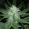 Purple Bud Feminized Esrar Tohumu (White Label)