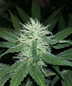 Purple Bud Feminized Esrar Tohumu (White Label)