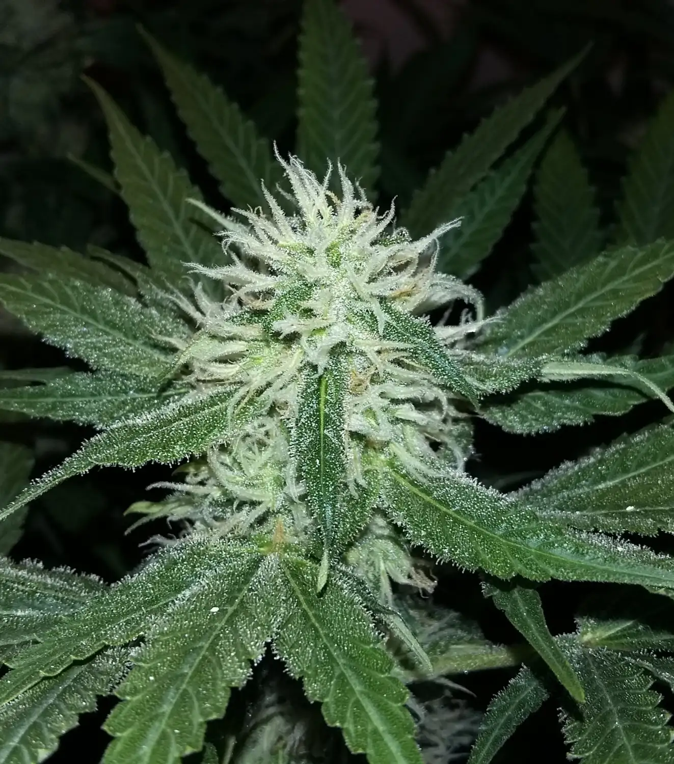Purple Bud Feminized Esrar Tohumu (White Label)