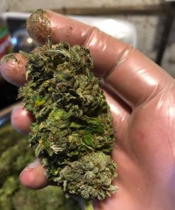 Purple Bud Feminized Esrar Tohumu (White Label)