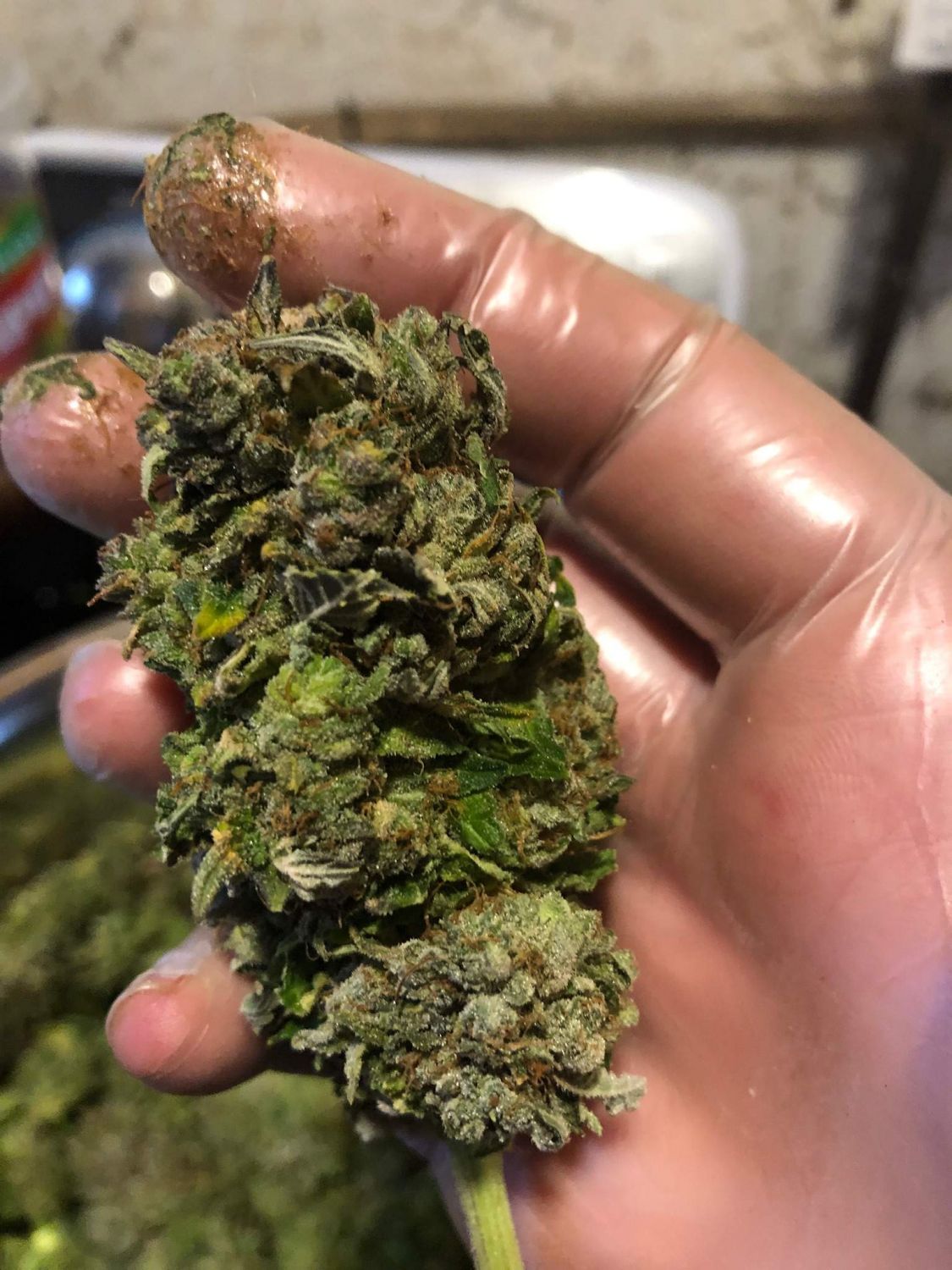 Purple Bud Feminized Esrar Tohumu (White Label)