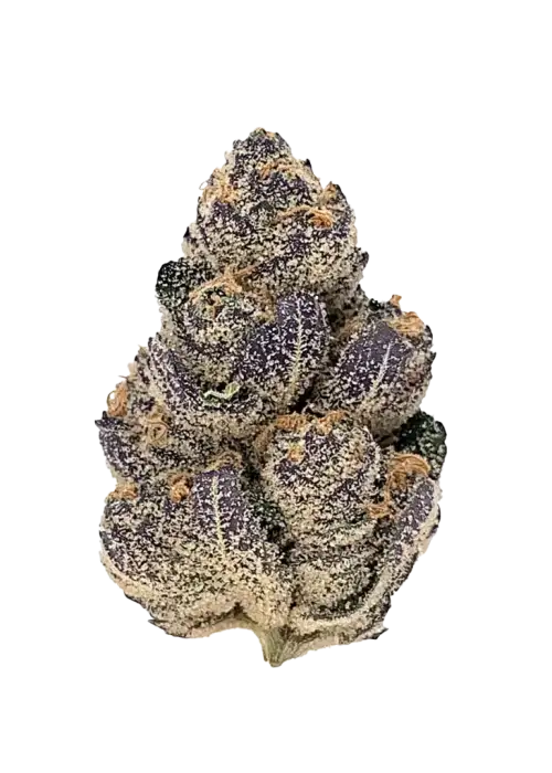 Purple Candy, bal ve üzüm aromalı, dengeli bir hibrit türdür. Mutluluk veren ve rahatlatıcı etkileriyle öne çıkar. Genetik yapısını keşfedin.