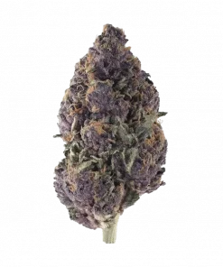 Purple Chocolope, ekşi ve odunsu notalarıyla öne çıkan Sativa baskın bir türdür. Yüksek THC içeriğiyle enerji ve yaratıcılık sağlar. Özelliklerini keşfedin.