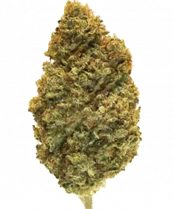 Purple Cookie Kush, rahatlatıcı etkileri ve tatlı aromasıyla bilinen dengeli bir hibrit türdür. GSC ve Purple Kush genetiğiyle eşsiz deneyimini keşfedin.