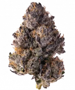 Purple Cookies, tatlı üzüm aroması ve rahatlatıcı etkisiyle bilinen dengeli bir hibrit türüdür. THC içerir. Genetik yapısını keşfedin ve özelliklerini görüntüleyin.