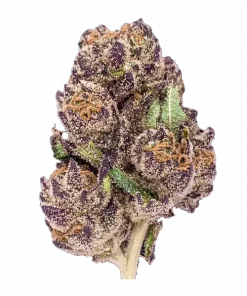 Purple Crack, çam ve tatlı notalarıyla öne çıkan Sativa baskın bir türdür. Yüksek enerjisi ve yaratıcılığı artırmasıyla bilinir. Genetik yapısını keşfedin.