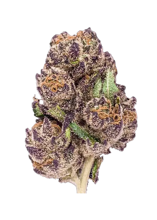 Purple Crack, çam ve tatlı notalarıyla öne çıkan Sativa baskın bir türdür. Yüksek enerjisi ve yaratıcılığı artırmasıyla bilinir. Genetik yapısını keşfedin.