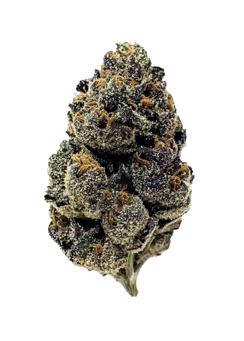 Purple Cream, tatlı meyve aromaları ve rahatlatıcı etkileriyle bilinen dengeli bir hibrit türdür. Düşük THC seviyesiyle ideal bir seçim. Özelliklerini keşfedin.