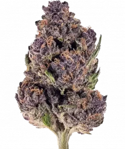 Purple Diesel, yakıtımsı aroması ve 'e varan THC içeriğiyle öne çıkan Sativa baskın bir türdür. Enerjik etkilerini keşfedin ve genetik yapısını görüntüleyin.