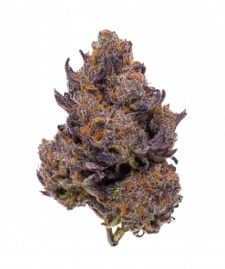 Purple Dragon, çiçeksi ve baharatlı aromalarıyla öne çıkan dengeli bir hibrit türdür. Öforik etkileri ve genetik yapısını keşfedin, detaylıca görüntüleyin.