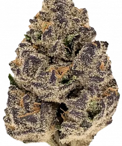 Purple Dream, çilek ve çam aromalı, yüksek THC'li dengeli bir hibrit türdür. Yaratıcılığı artıran ve rahatlatan bu türün genetik yapısını keşfedin.