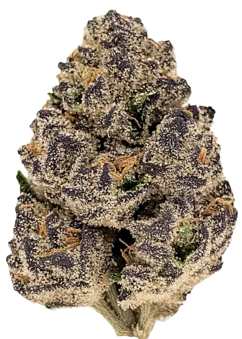 Purple Dream, çilek ve çam aromalı, yüksek THC'li dengeli bir hibrit türdür. Yaratıcılığı artıran ve rahatlatan bu türün genetik yapısını keşfedin.