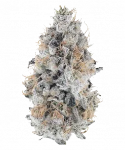 Purple Dump Truck, yakıtımsı aroması ve yüksek THC içeriğiyle bilinen güçlü bir Indica türüdür. Derin rahatlama ve uyku için ideal. Genetik yapısını keşfedin.