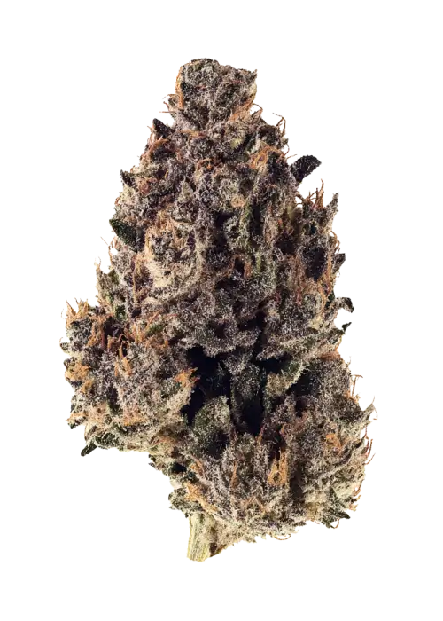 Purple Gelato, benzin kokulu aroması ve THC içeriğiyle öne çıkan indica hibritidir. Derin rahatlama ve zihin yüksekliğini keşfedin. Hemen görüntüleyin.