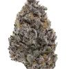 Purple Guava Dawg, tropikal meyve ve yakıt aromalarıyla öne çıkan dengeli bir hibrit türdür. Enerjik etkileri ve potansiyel faydaları için hemen görüntüleyin.