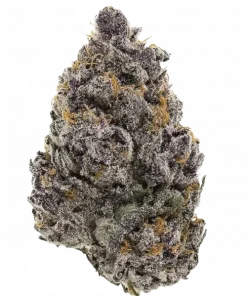 Purple Guava Dawg, tropikal meyve ve yakıt aromalarıyla öne çıkan dengeli bir hibrit türdür. Enerjik etkileri ve potansiyel faydaları için hemen görüntüleyin.