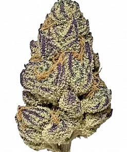 Purple Gushers, üzüm aromalı, yüksek THC'li dengeli bir hibrit türüdür. Mor tonlu tomurcuklarıyla göz kamaştırır. Genetik yapısını ve etkilerini keşfedin.
