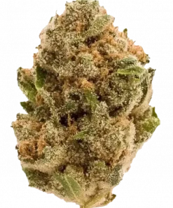 Purple Haze, tatlı yaban mersini aroması ve yüksek sativa etkisiyle bilinen efsanevi bir türdür. Mor alt tonlu tomurcuklarını keşfedin ve genetik yapısını görüntüleyin.