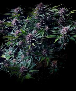 Purple Haze ™ Auto Fem Esrar Tohumu (Fast Buds)