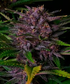 Purple Haze ™ Auto Fem Esrar Tohumu (Fast Buds)